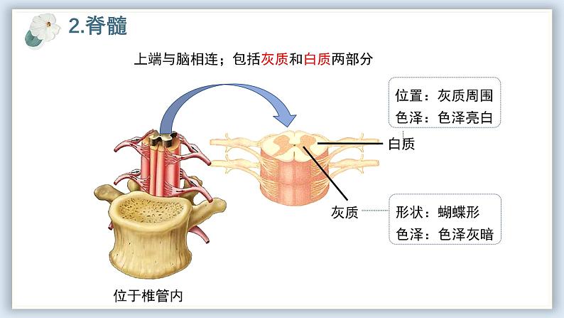 【核心素养目标】冀少版初中生物七年级下册第三单元第五章第一节《神经系统的组成》课件第6页