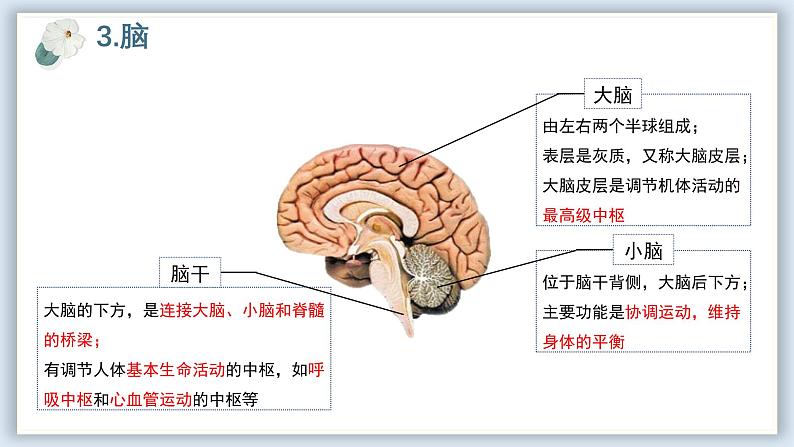 【核心素养目标】冀少版初中生物七年级下册第三单元第五章第一节《神经系统的组成》课件第7页