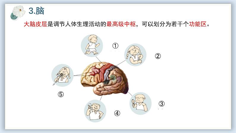 【核心素养目标】冀少版初中生物七年级下册第三单元第五章第一节《神经系统的组成》课件第8页