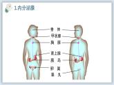 【核心素养目标】冀少版初中生物七年级下册第三单元第五章第五节《激素与生命活动调节》课件+教案表格式