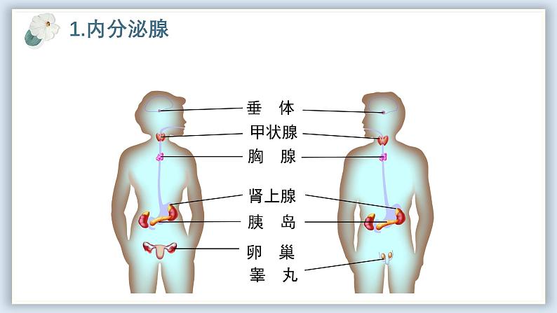 【核心素养目标】冀少版初中生物七年级下册第三单元第五章第四节《激素与生命活动调节》课件第5页