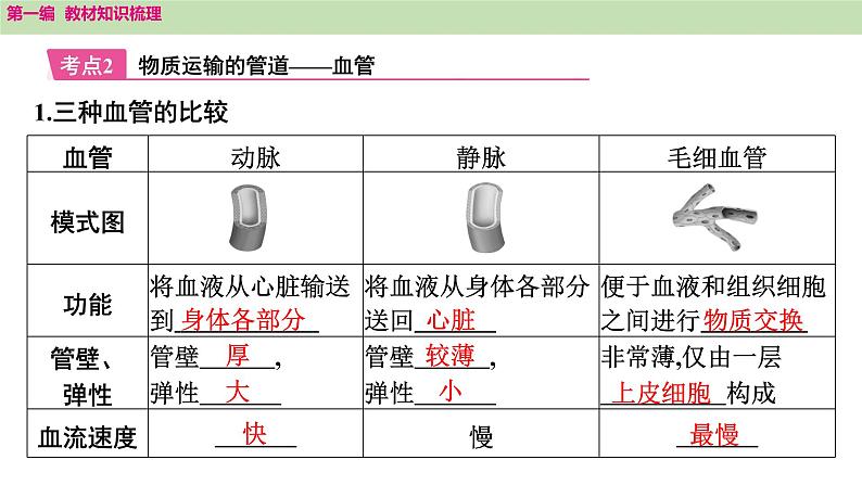 2025年中考知识整理七年级生物上册第十三课时　人体内物质的运输课件PPT第7页