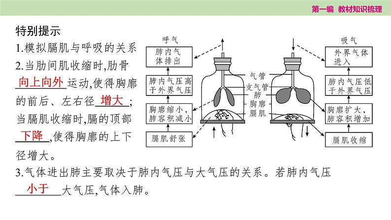 2025年中考知识整理七年级生物上册第十二课时　人体的呼吸课件PPT第6页