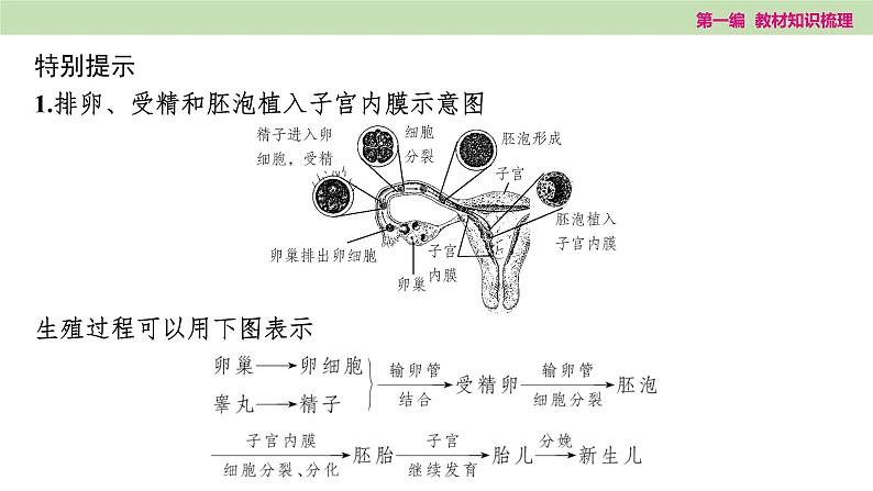 2025年中考知识整理七年级生物上册第十课时　人的由来课件PPT第8页