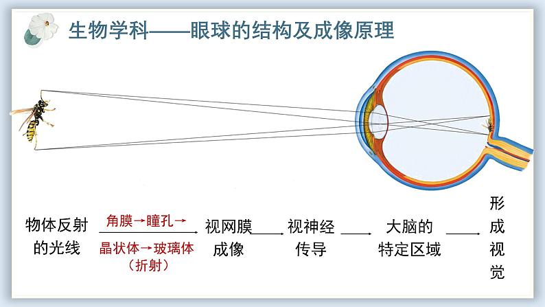 【核心素养目标】冀少版初中生物七年级下册跨学科实践活动《制作可调节的眼球成像模型，提出保护眼健康的方法》课件第5页