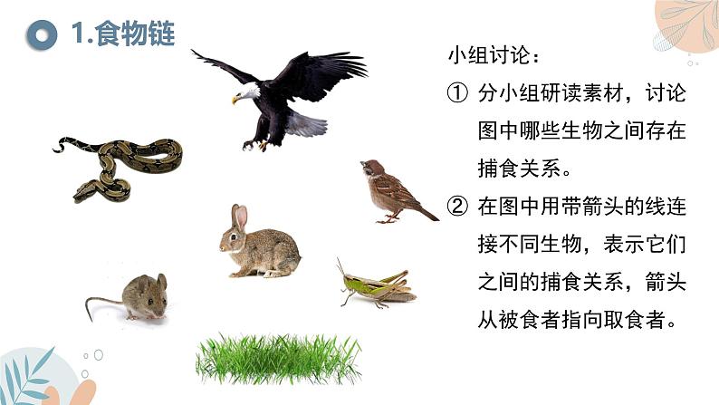 【核心素养目标】苏教版初中生物七年级下册3.7.2《食物链和食物网》课件第6页