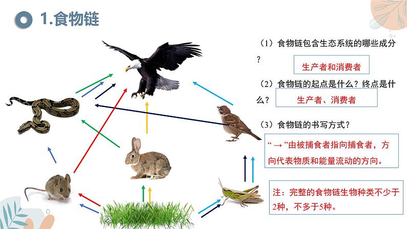 【核心素养目标】苏教版初中生物七年级下册3.7.2《食物链和食物网》课件第7页