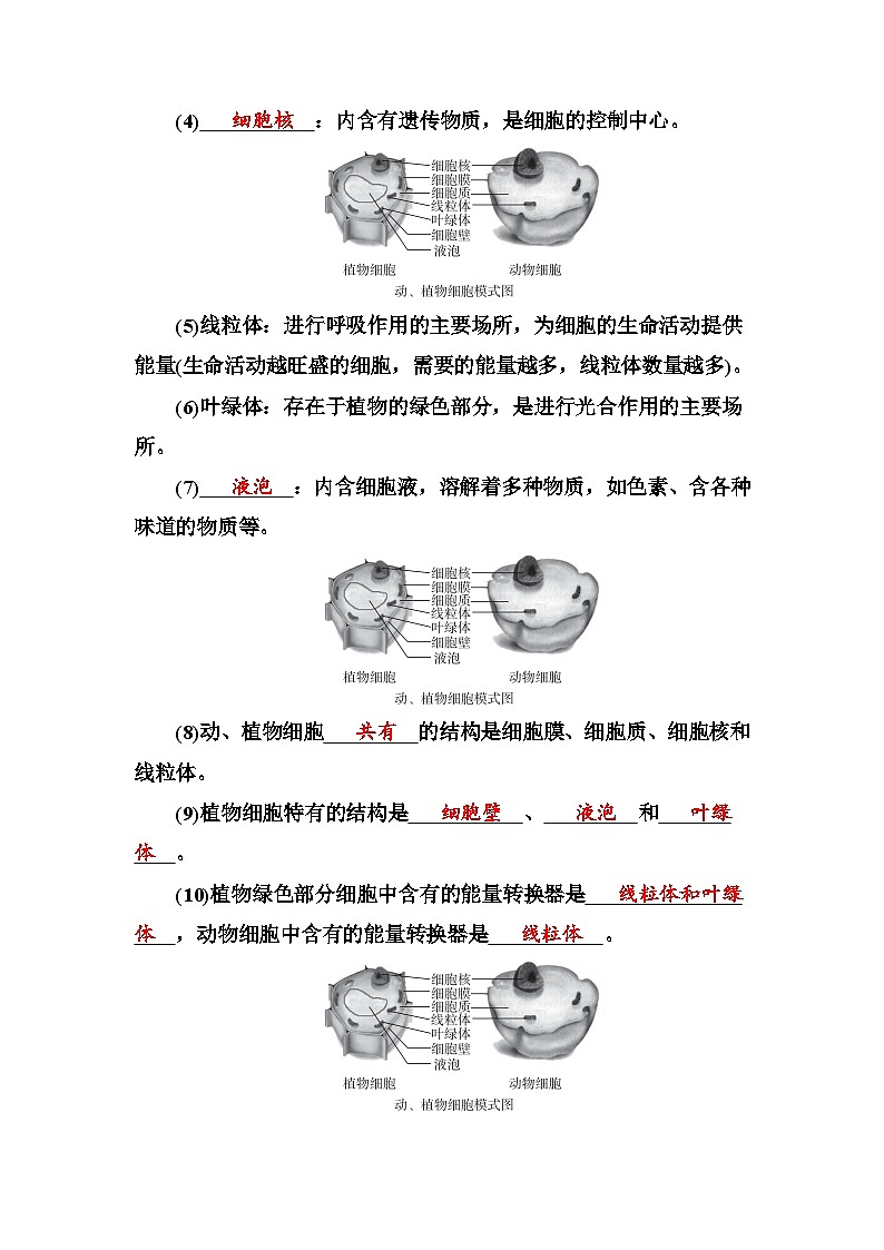人教版中考生物冲刺复习：专题二 生物体的结构层次 考点提纲 学案第3页