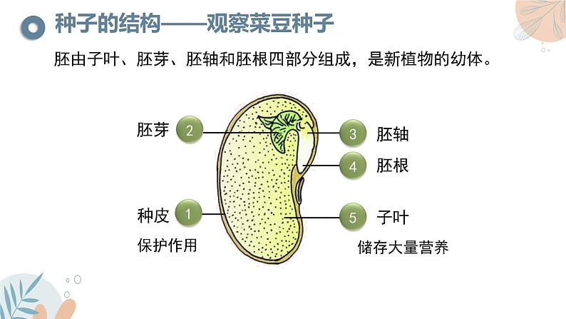 【核心素养目标】苏教版初中生物七年级下册4.9.1《种子的萌发》课件第8页