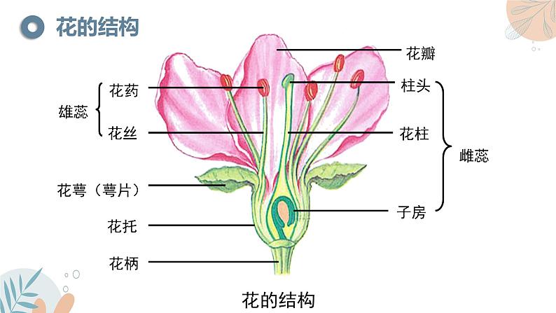 【核心素养目标】苏教版初中生物七年级下册4.9.3《植物的繁殖》课件第8页