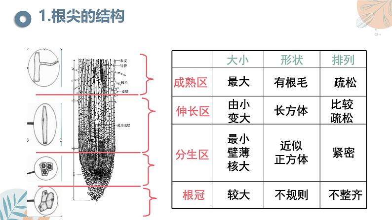 【核心素养目标】苏教版初中生物七年级下册4.9.2《植物的生长》课件第7页