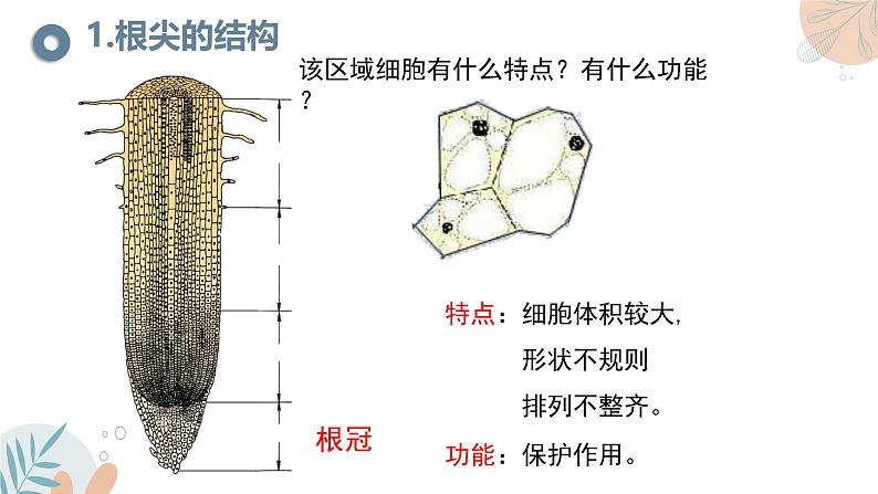 【核心素养目标】苏教版初中生物七年级下册4.9.2《植物的生长》课件第8页