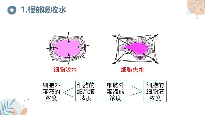 【核心素养目标】苏教版初中生物七年级下册4.10.1《植物的营养器官》课件第7页