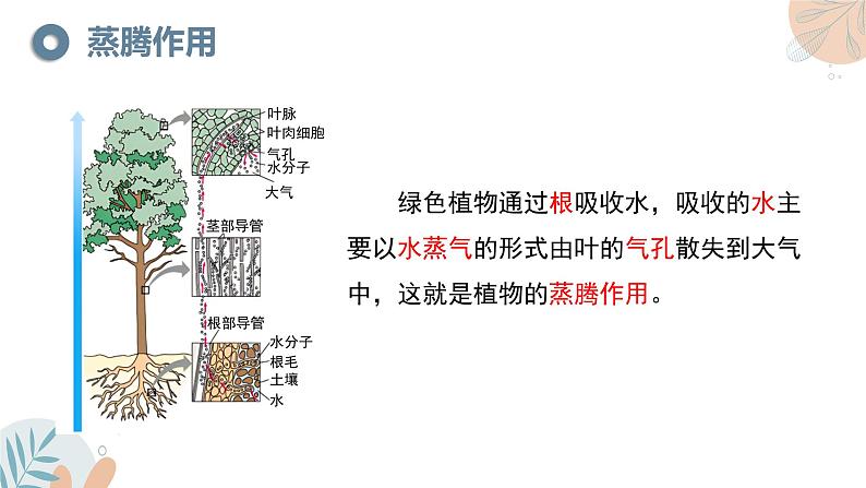 【核心素养目标】苏教版初中生物七年级下册4.10.2《生物圈中的水循环》课件第5页