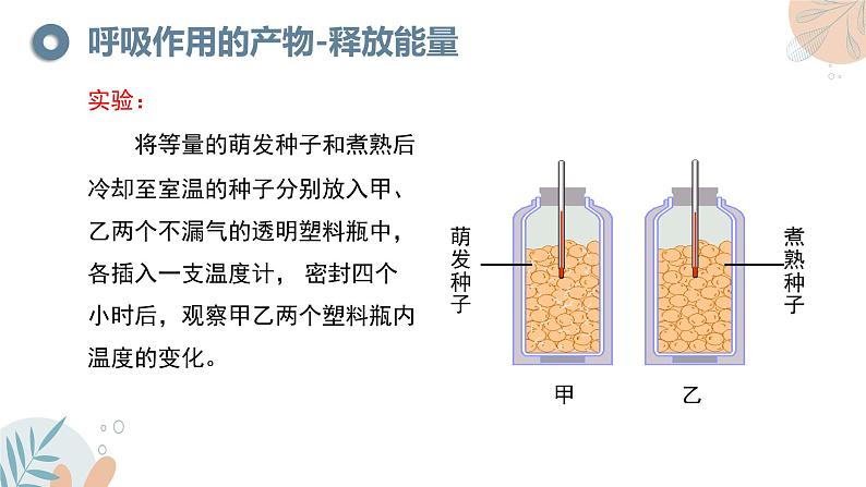 【核心素养目标】苏教版初中生物七年级下册4.11.2《植物的呼吸作用》课件第6页