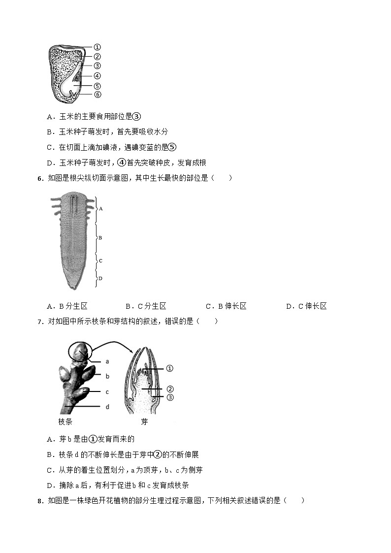 人教版（2024新版）七年级下册生物第三单元 植物的生活 单元测试卷（含答案）第2页