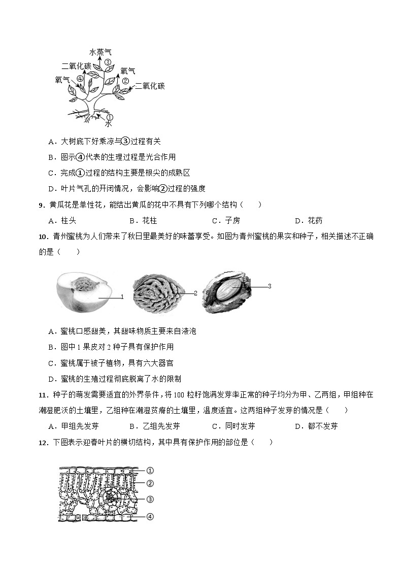 人教版（2024新版）七年级下册生物第三单元 植物的生活 单元测试卷（含答案）第3页