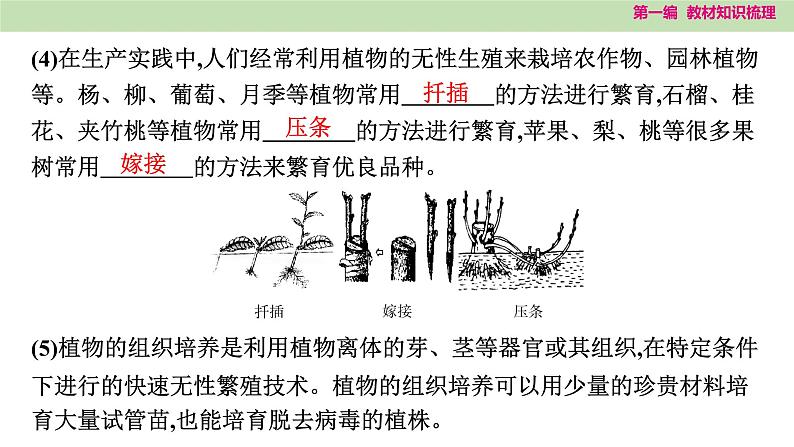 2025年中考知识整理八年级生物下册 第二十课时　生物的生殖和发育课件PPT第4页