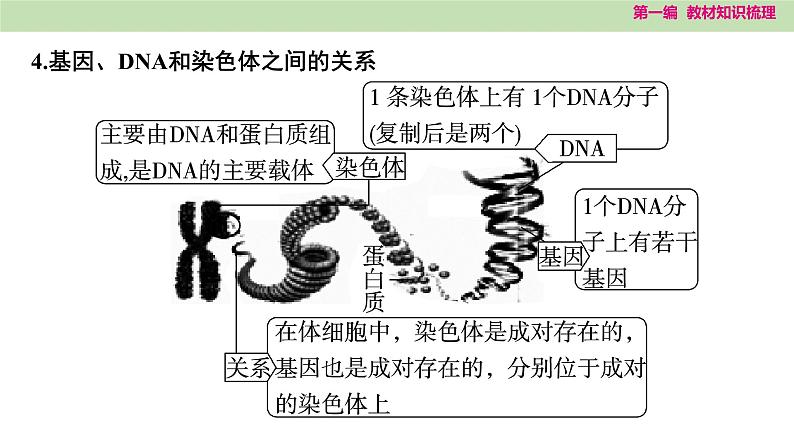 2025年中考知识整理八年级生物下册 第二十一课时　生物的遗传和变异课件PPT第6页