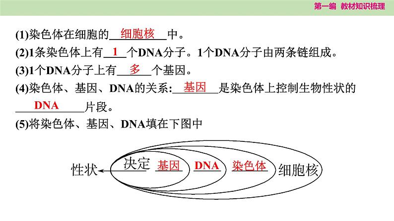 2025年中考知识整理八年级生物下册 第二十一课时　生物的遗传和变异课件PPT第7页