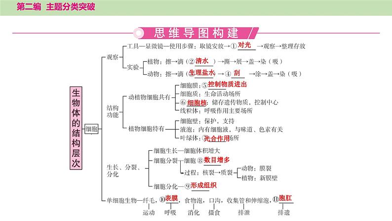 2025年中考生物知识整理 主题一　生物体的结构层次课件PPT第2页