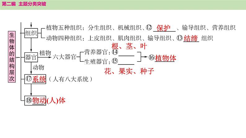 2025年中考生物知识整理 主题一　生物体的结构层次课件PPT第3页