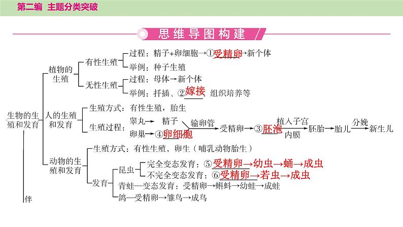 2025年中考生物知识整理 主题六　遗传和进化课件PPT第2页