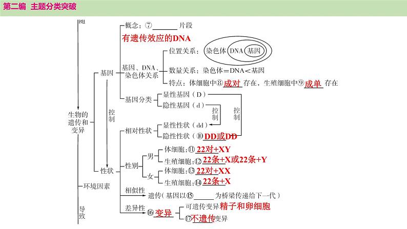 2025年中考生物知识整理 主题六　遗传和进化课件PPT第3页