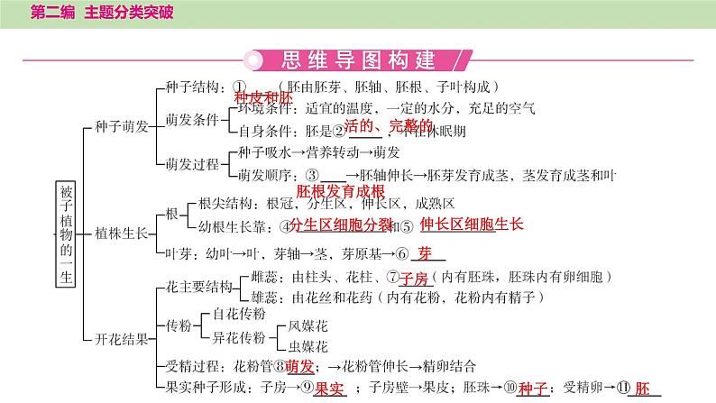 2025年中考生物知识整理 主题四　植物的生活课件PPT第2页