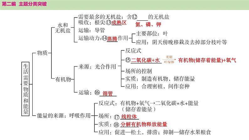 2025年中考生物知识整理 主题四　植物的生活课件PPT第3页