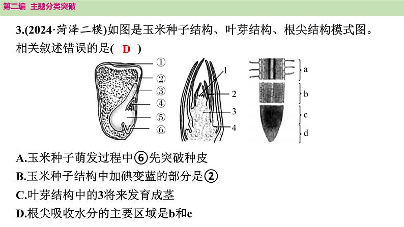 2025年中考生物知识整理 主题四　植物的生活课件PPT第6页