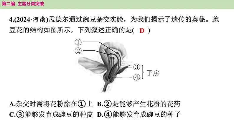 2025年中考生物知识整理 主题四　植物的生活课件PPT第7页