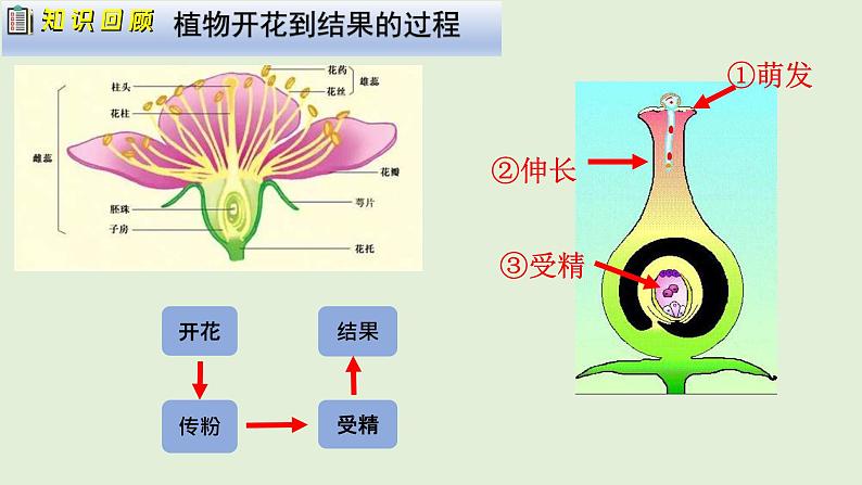 人教版初中生物八下 第一章生物的生殖和发育  1.1《植物的生殖》课件第4页