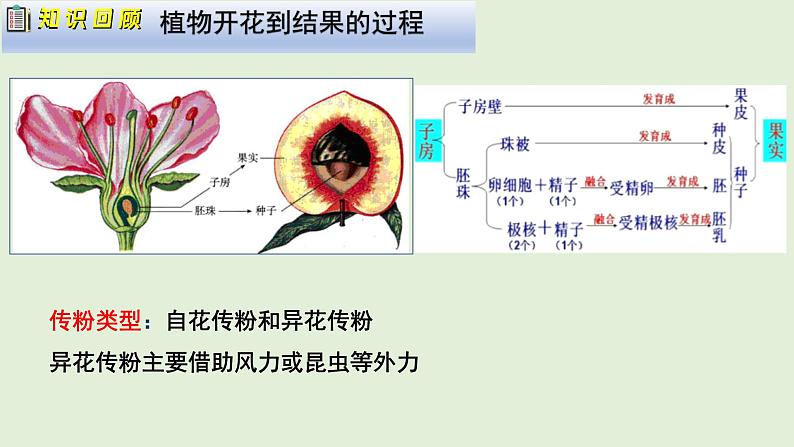 人教版初中生物八下 第一章生物的生殖和发育  1.1《植物的生殖》课件第5页