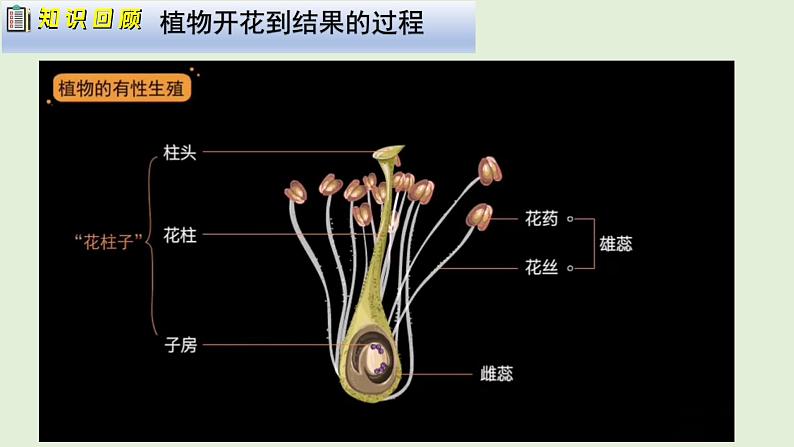 人教版初中生物八下 第一章生物的生殖和发育  1.1《植物的生殖》课件第6页