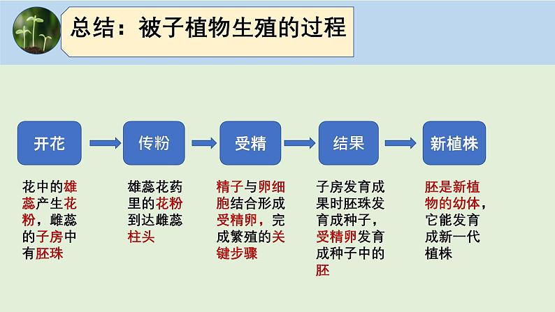 人教版初中生物八下 第一章生物的生殖和发育  1.1《植物的生殖》课件第7页