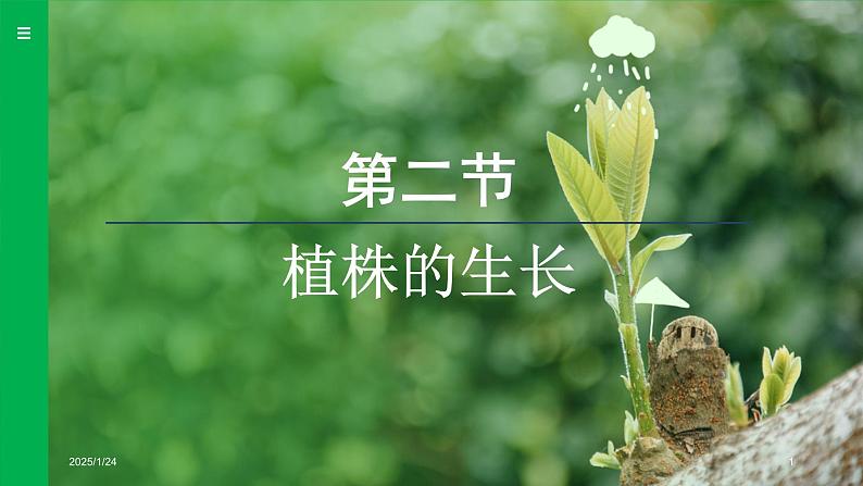 3.1.2 植株的生长 （课件）-2024--2025学年人教版生物七年级下册第1页