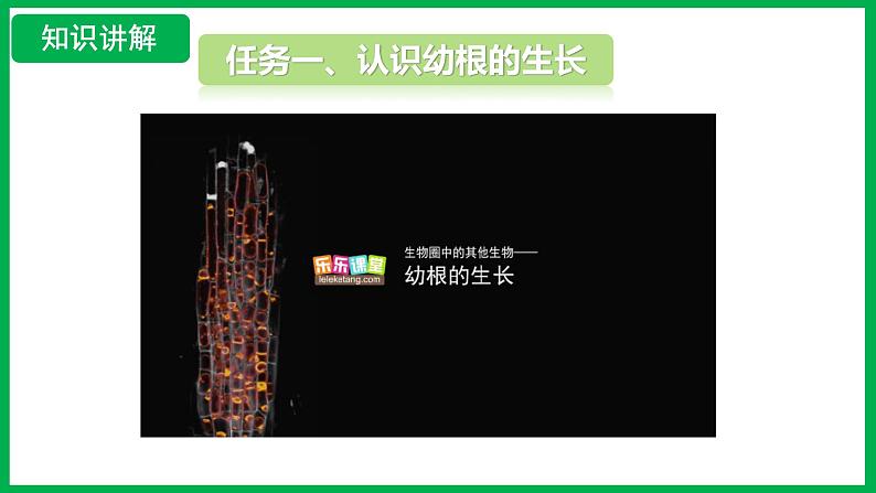 3.1.2 植株的生长 （课件）-2024--2025学年人教版生物七年级下册第4页