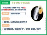 3.1.2 植株的生長(zhǎng) （課件）-2024--2025學(xué)年人教版生物七年級(jí)下冊(cè)