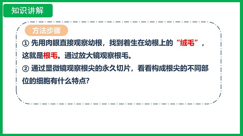 3.1.2 植株的生长 （课件）-2024--2025学年人教版生物七年级下册第6页