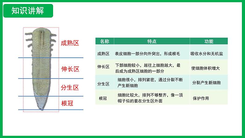 3.1.2 植株的生长 （课件）-2024--2025学年人教版生物七年级下册第7页