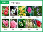 3.1.3 開花和結(jié)果 （課件）-2024--2025學(xué)年人教版生物七年級下冊
