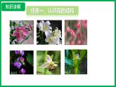 3.1.3 開花和結(jié)果 （課件）-2024--2025學(xué)年人教版生物七年級下冊