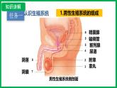 4.1.1 人的生殖 （課件）-2024--2025學(xué)年人教版生物七年級下冊