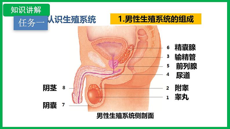 4.1.1 人的生殖 （课件）-2024--2025学年人教版生物七年级下册第5页