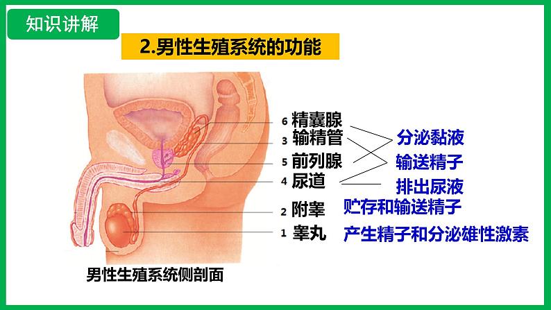 4.1.1 人的生殖 （课件）-2024--2025学年人教版生物七年级下册第6页