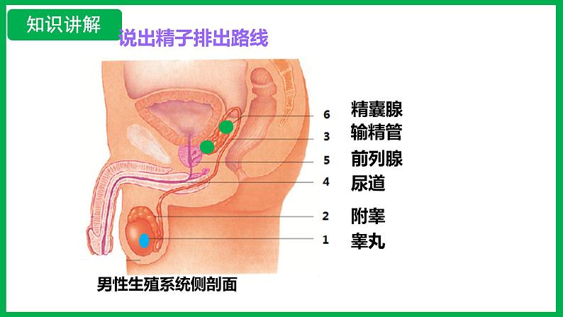 4.1.1 人的生殖 （课件）-2024--2025学年人教版生物七年级下册第7页