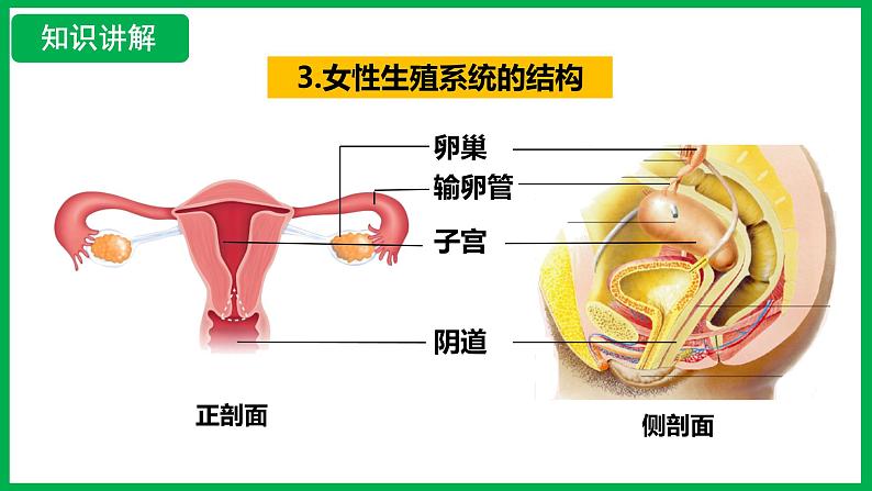 4.1.1 人的生殖 （课件）-2024--2025学年人教版生物七年级下册第8页