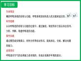 4.3.1 呼吸道对空气的处理 （课件）-2024--2025学年人教版生物七年级下册