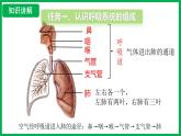 4.3.1 呼吸道对空气的处理 （课件）-2024--2025学年人教版生物七年级下册